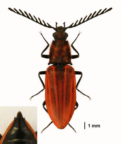 Anostirus purpureus